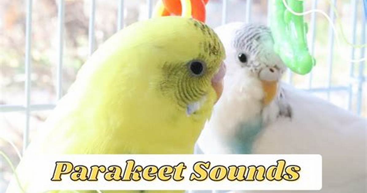 Parakeets Chirping