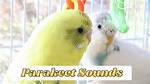 Parakeets Chirping