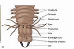 Parapodia