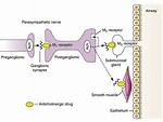 Parasympatholytic