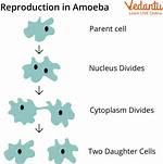 Parent Cell