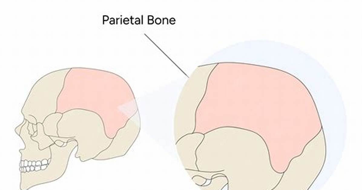 Parietal Bone Location