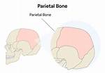 Parietal Bone Location