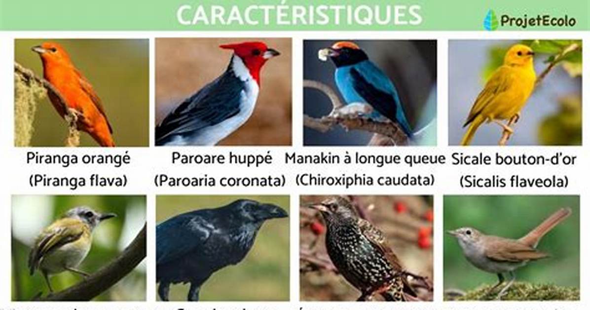 Passeriformes