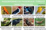 Passeriformes