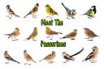 Passerine Definition