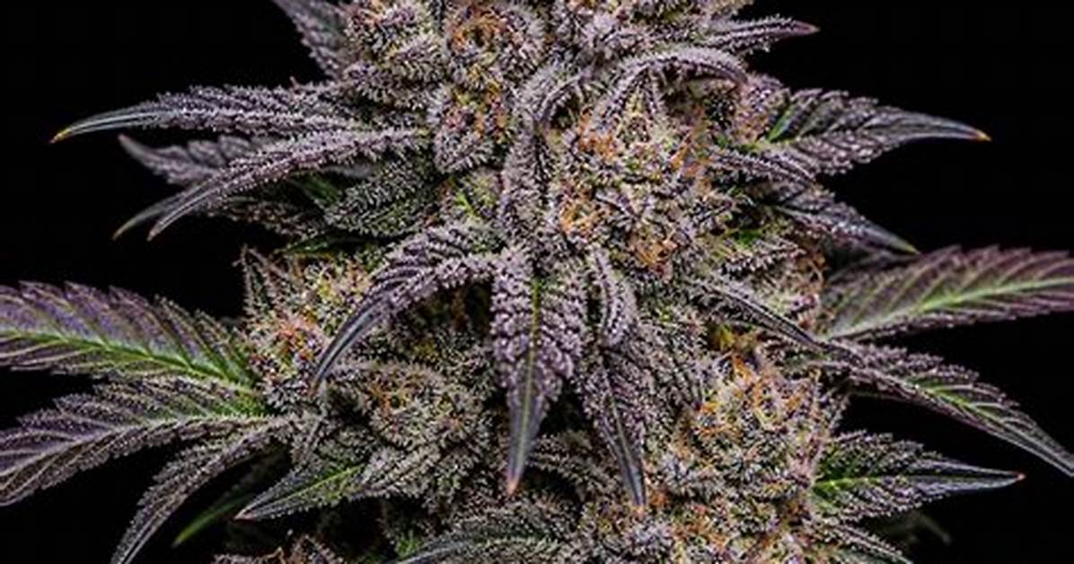 Passion Fruit Strain
