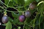Passionfruit Vine