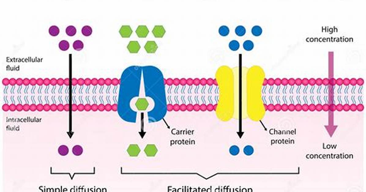Passive Diffusion