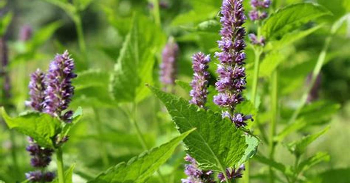 Patchouli Plant