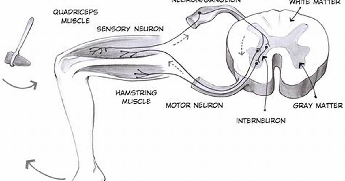 Patellar Reflex
