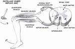 Patellar Reflex