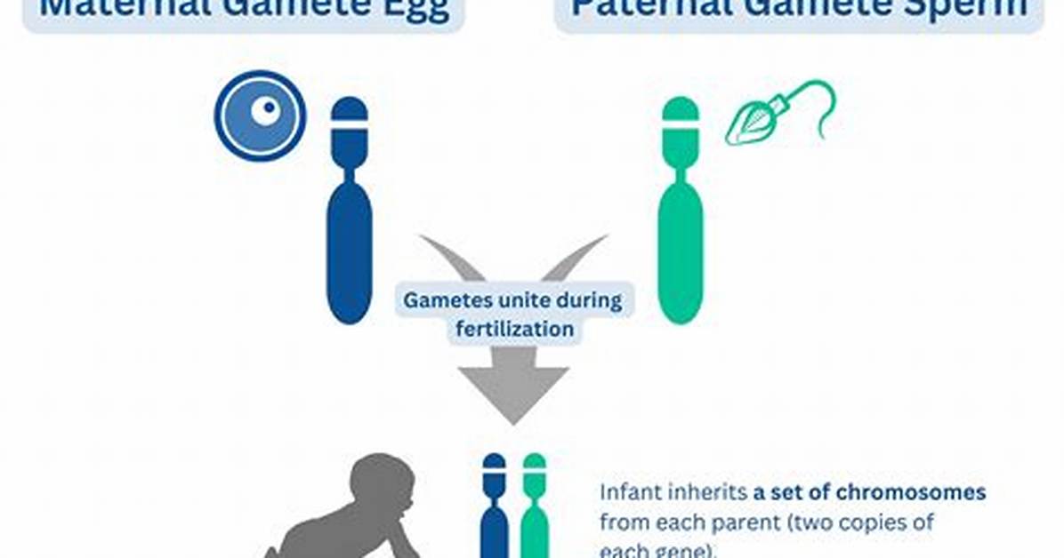 Paternal Parent