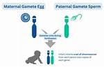 Paternal Parent
