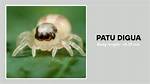Patu Digua