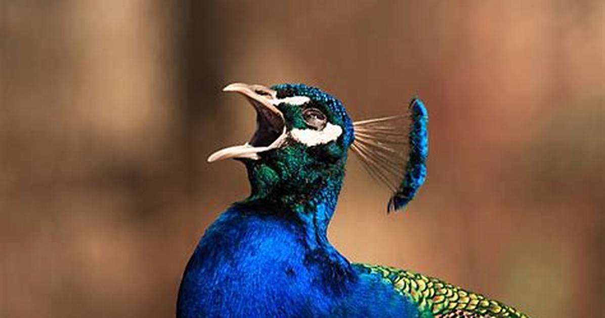 Peacock Scream