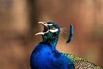 Peacock Scream