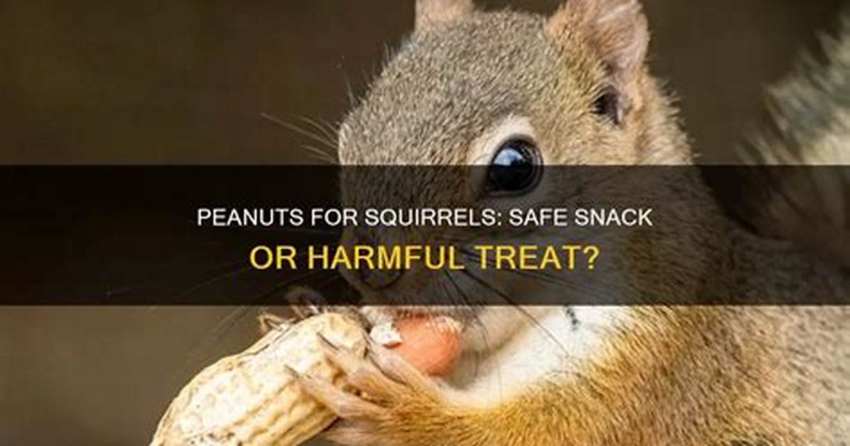 Peanuts for Squirrels