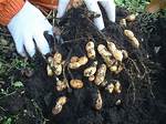 Peanuts Grow Underground