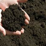 Peat Humus