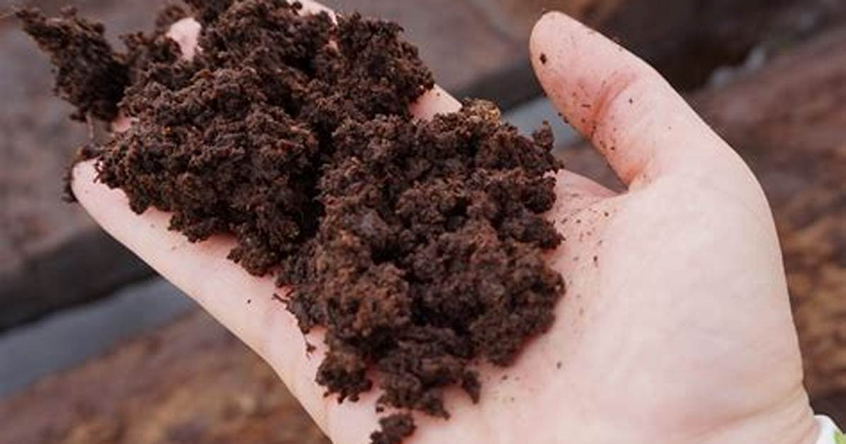 Peat Meaning