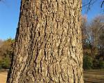 Pecan Tree Bark