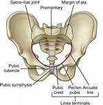 Pecten Pubis