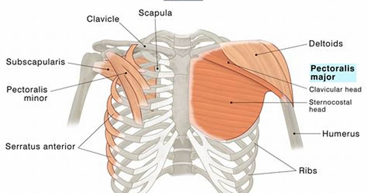 Pectoralis Major Function