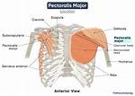 Pectoralis Major Function