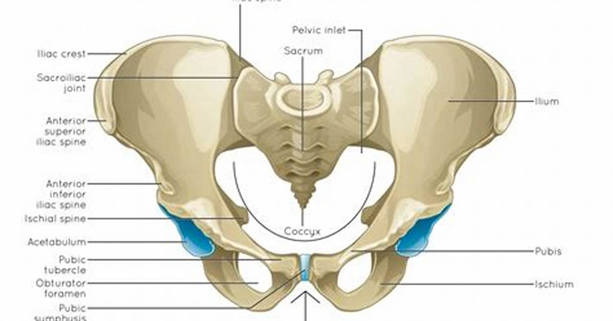 Pelvic Joint