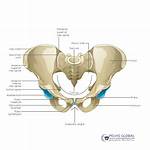 Pelvic Joint