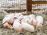 Pen for Pigs