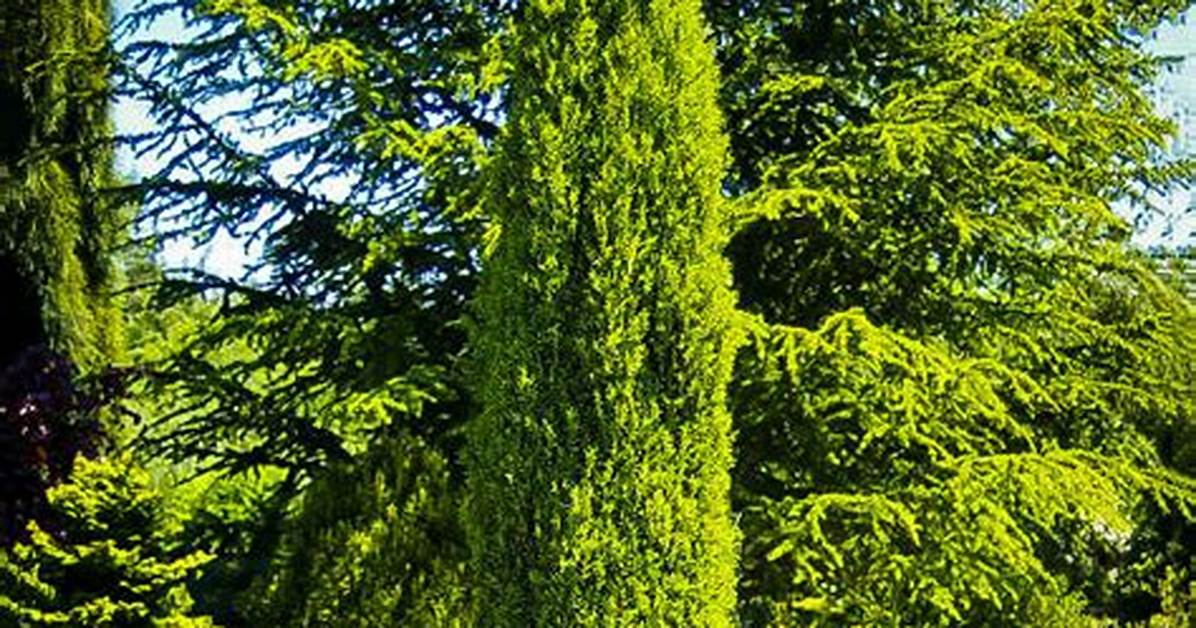 Pencil Point Juniper
