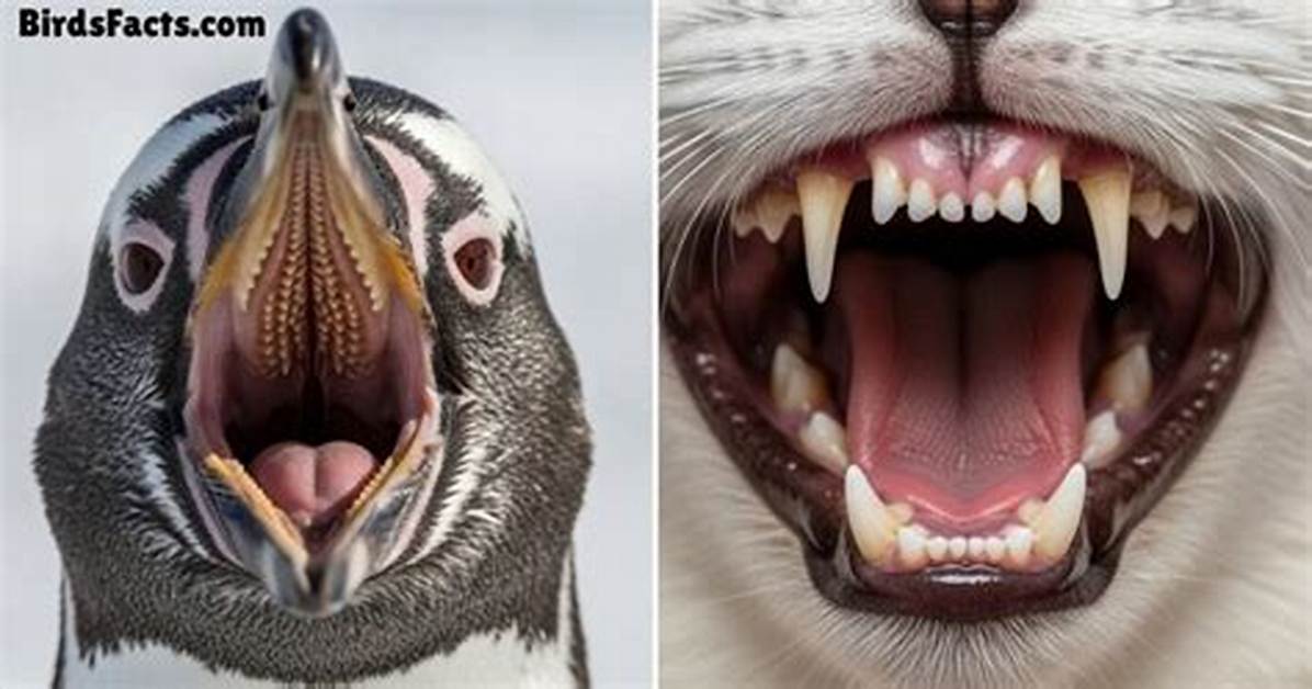 Penguins Teeth