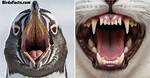 Penguins Teeth