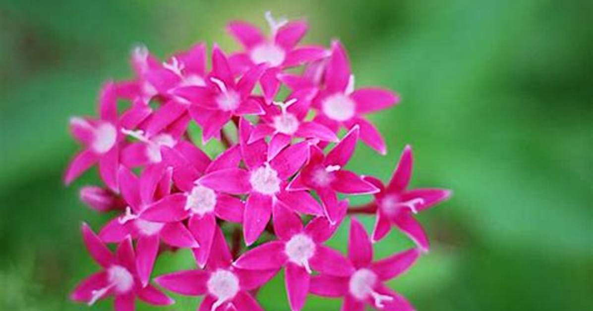 Penta Flower