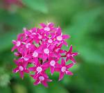 Penta Flower