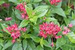 Penta Plant