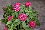 Pentas Flowers
