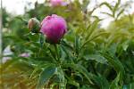 Peony Bud
