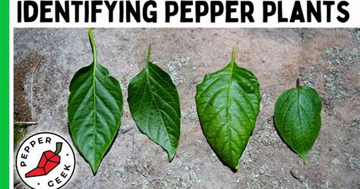 Pepper Leaves