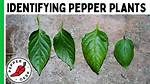 Pepper Leaves