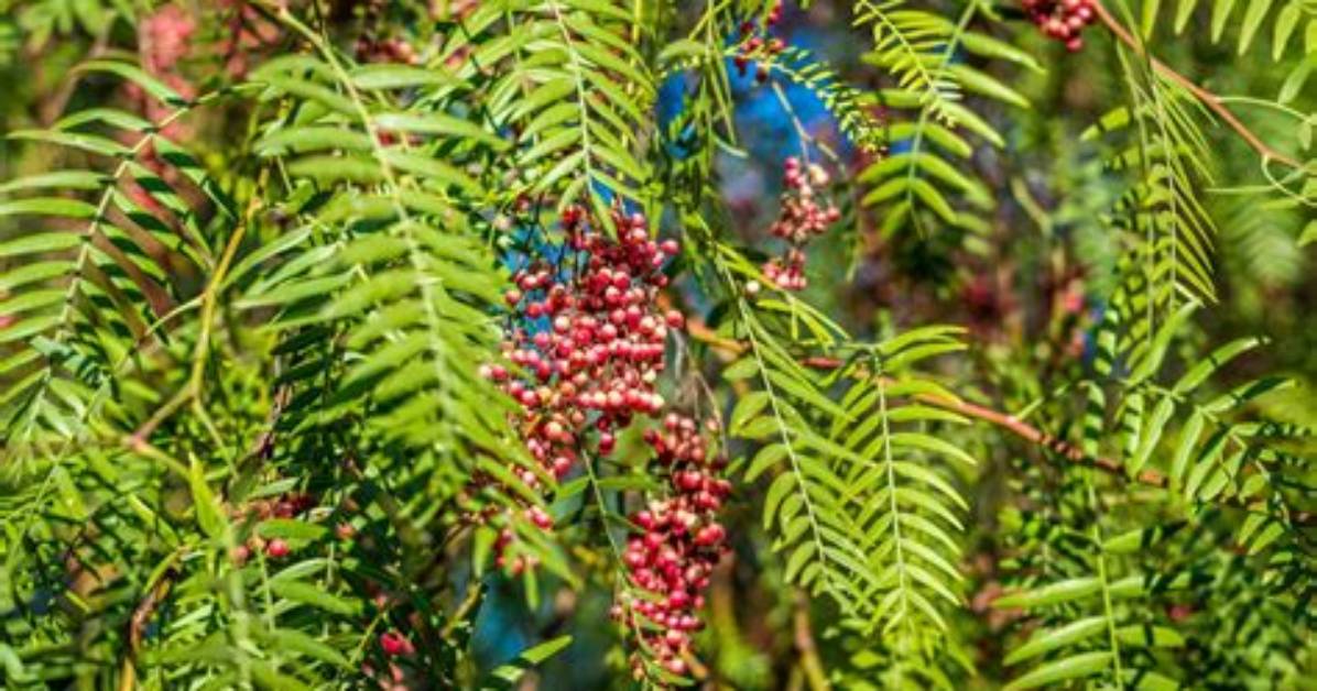 Peppercorn Tree