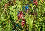 Peppercorn Tree