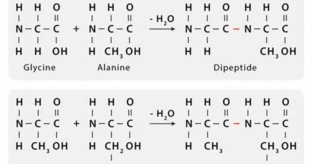 Peptide Bond Example