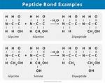 Peptide Bond Example