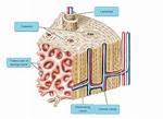 Perforating Canal