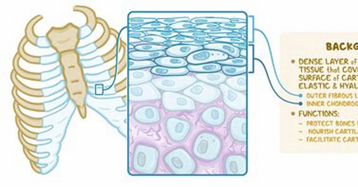 Perichondrium