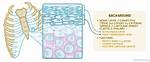 Perichondrium