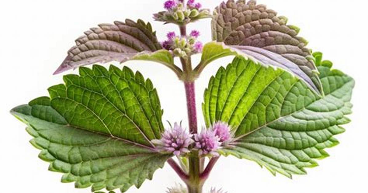 Perilla Mint